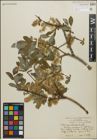 Foto von Salix perrostrata Rydb.